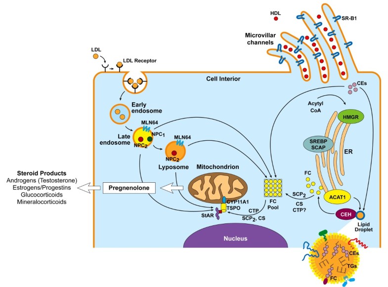 Cellular cholesterol delivery, intracellular processing and utilization