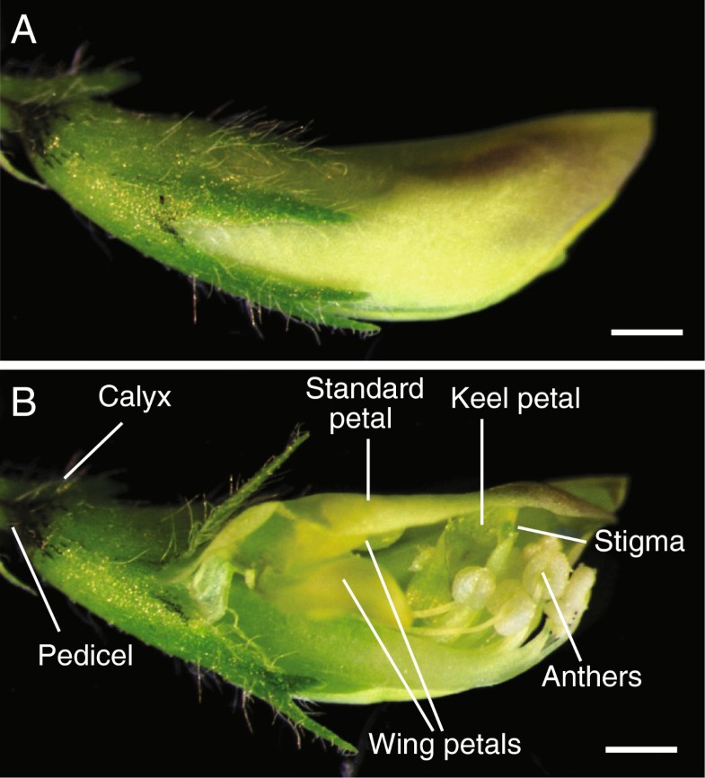 Keel petal incision a simple and efficient method for crossing