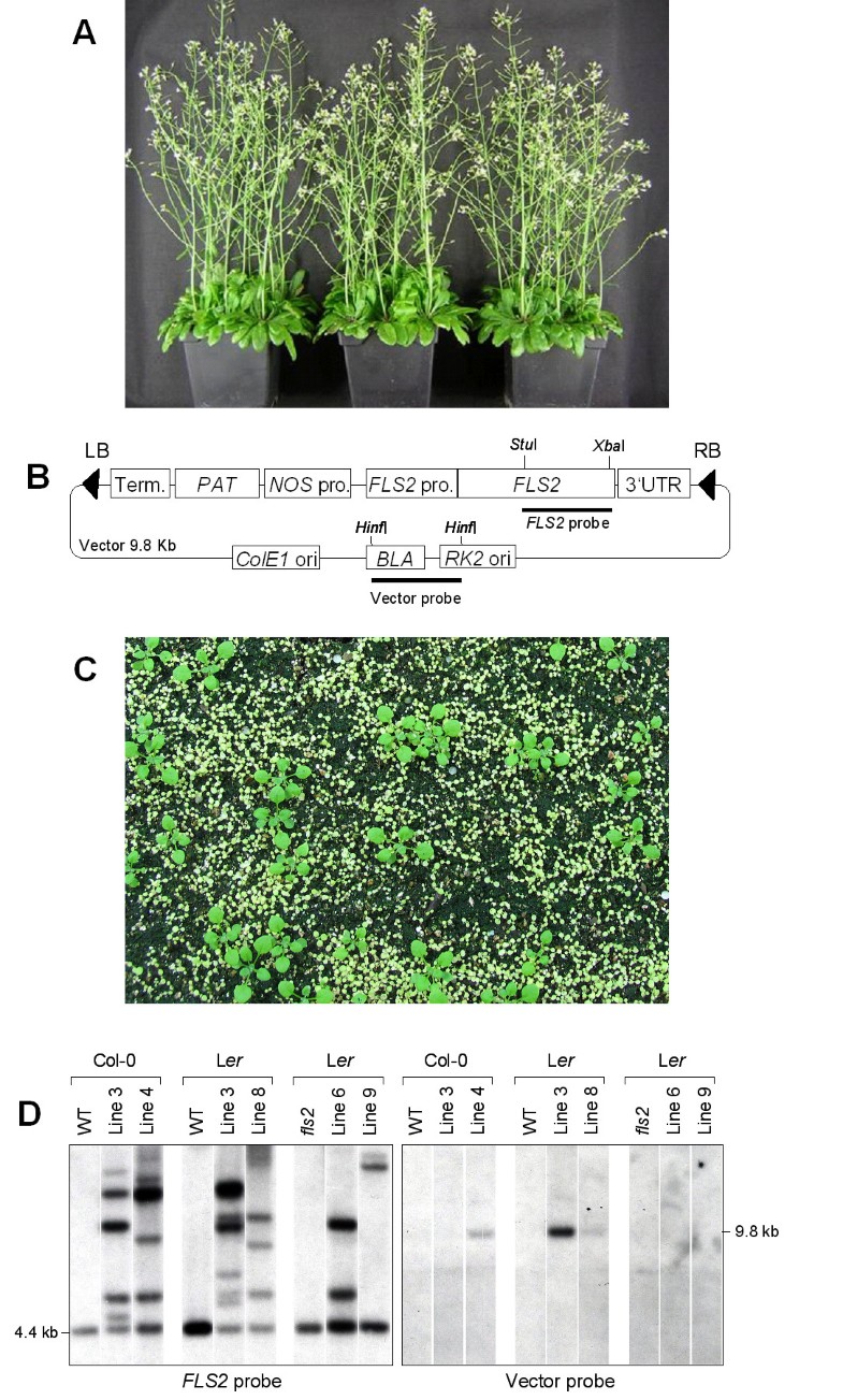 An improved method for preparing Agrobacterium cells that simplifies