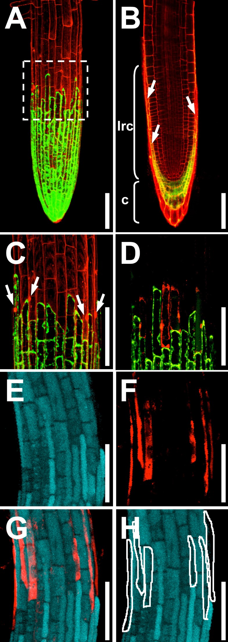 A simple way to identify nonviable cells within living plant tissue
