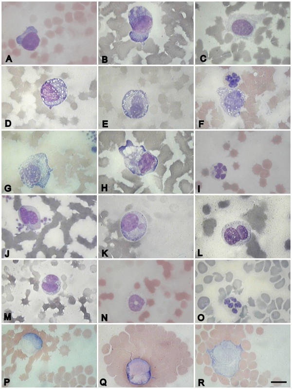 Pathology Of Porcine Peripheral White Blood Cells During