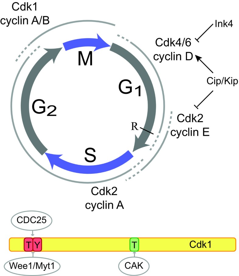 Cyclin-dependent kinases in