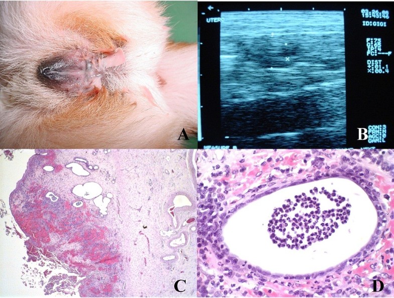 Evaluation of adverse effects in tamoxifen exposed healthy female dogs