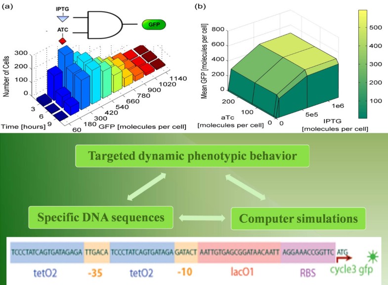Models for synthetic biology BMC Systems Biology Full Text