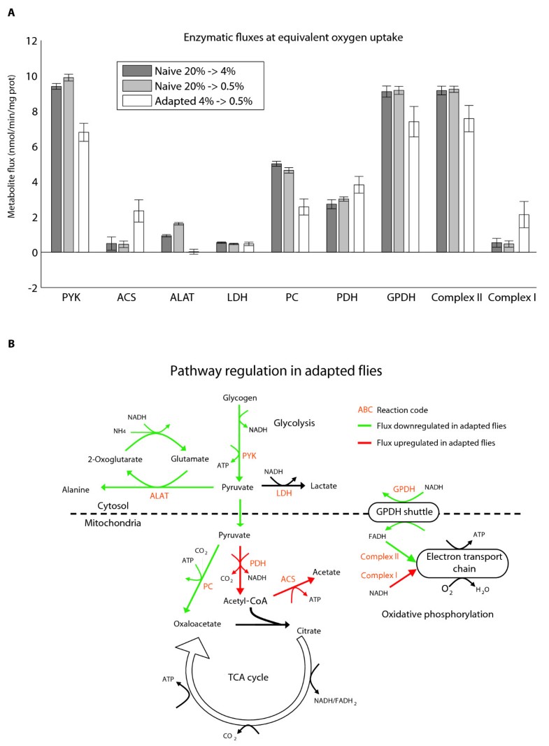 Metabolism as means for hypoxia adaptation metabolic profiling and