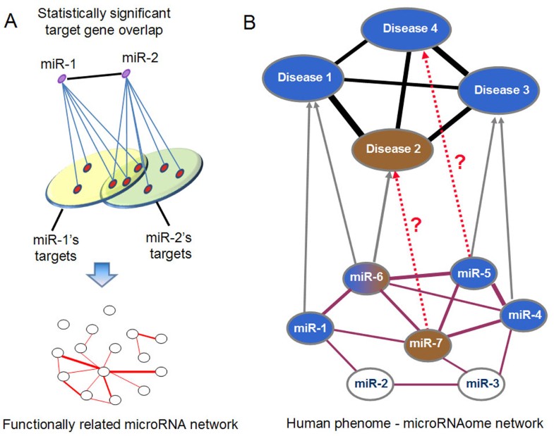 Prioritization of disease microRNAs through a human phenome-microRNAome ...