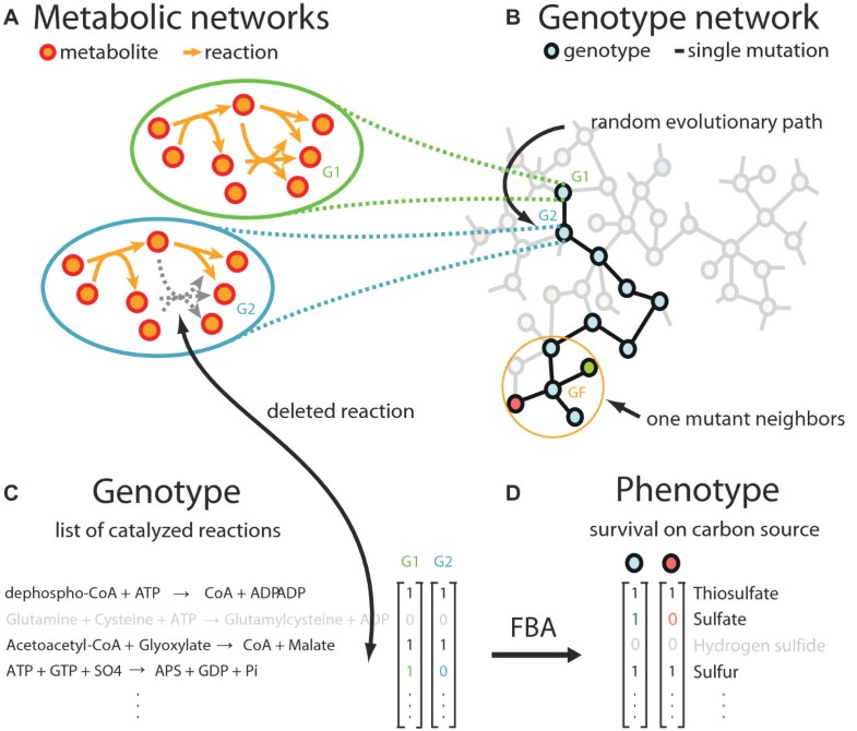genotype networks innovation and robustness in sulfur metabolism sulfur reactions