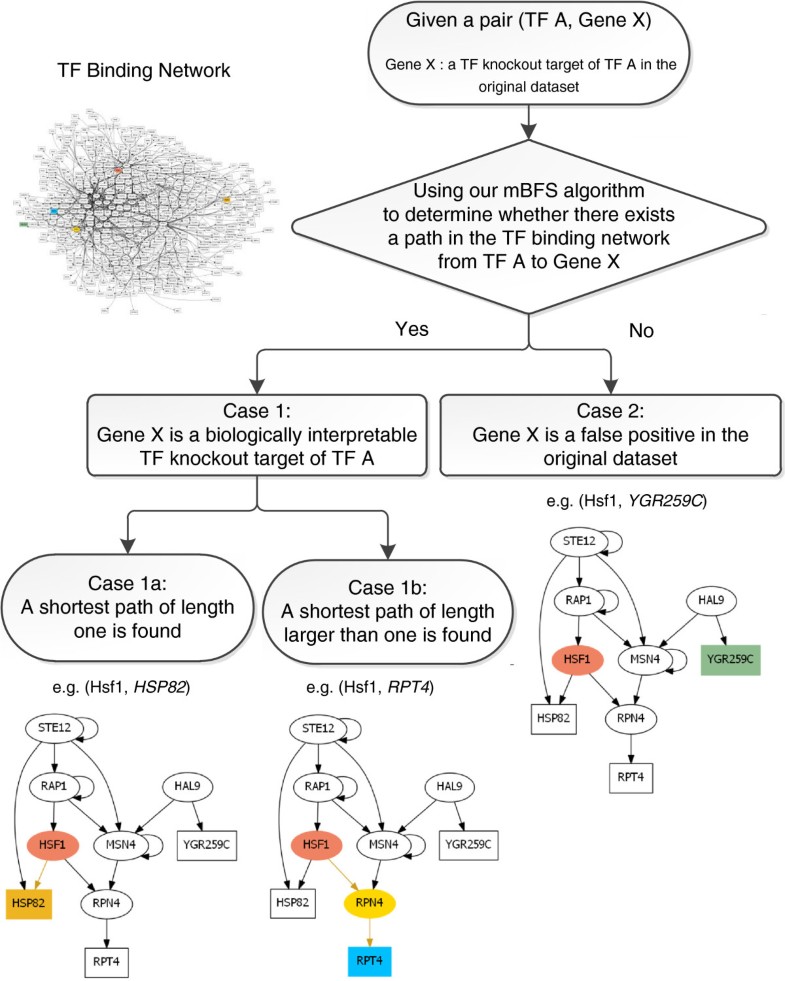 Identifying biologically interpretable transcription factor knockout
