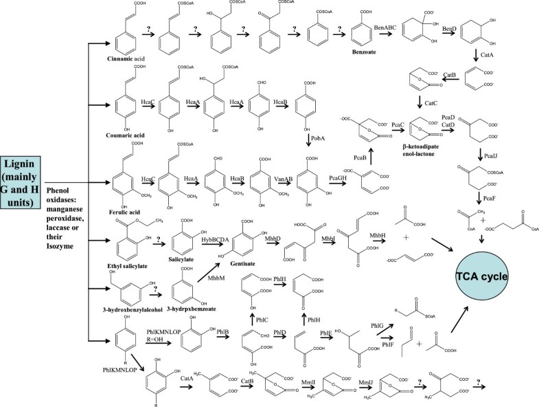 characterization and genomic analysis of kraft lignin biodegradation figure 5