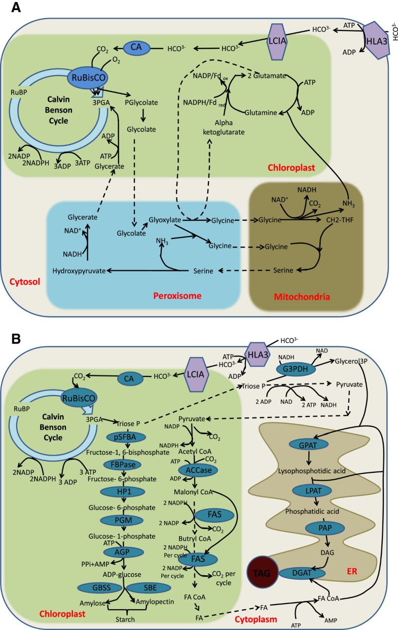 Comparative energetics and kinetics of autotrophic lipid and starch metabolism in chlorophytic