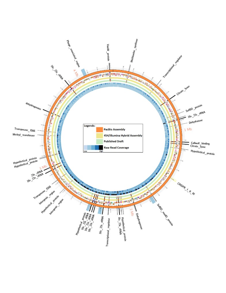 Comparison of single-molecule sequencing and hybrid ...