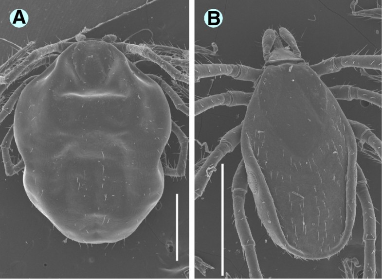 Bat ticks revisited Ixodes ariadnae sp. nov. and allopatric genotypes