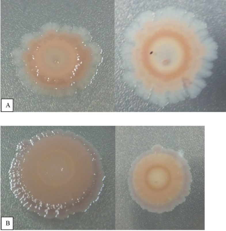 Variations in motility and biofilm formation of Salmonella enterica