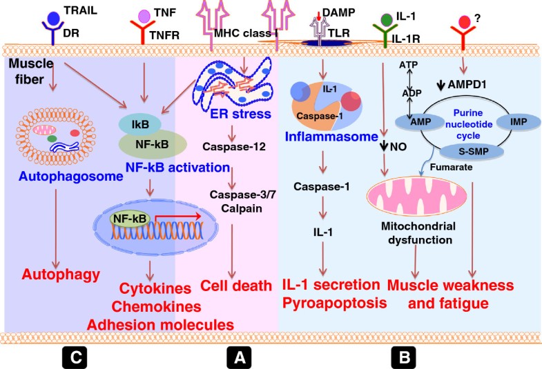 Idiopathic inflammatory myopathies: pathogenic mechanisms of muscle ...