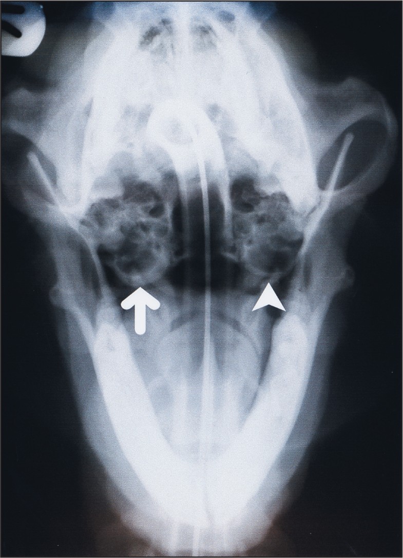 Surgical management of 43 cases of chronic otitis externa in the dog
