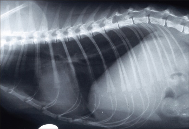 Pyothorax in a cat managed by intrathoracic debridement and