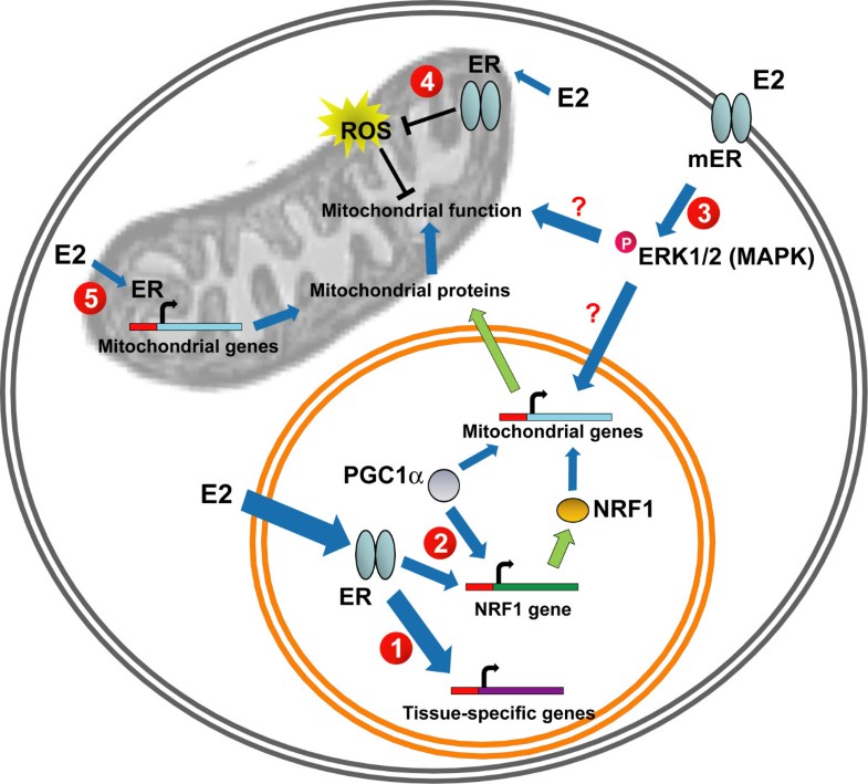 mitochondrial and sex steroid hormone crosstalk during aging