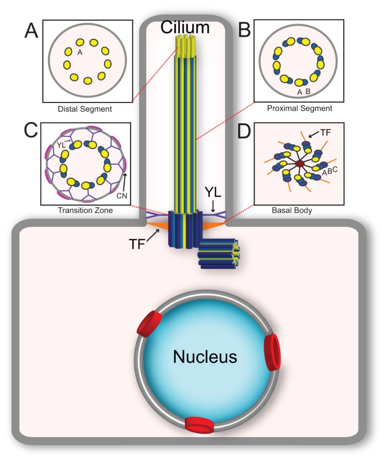 Molecular connections between nuclear and ciliary import processes ...