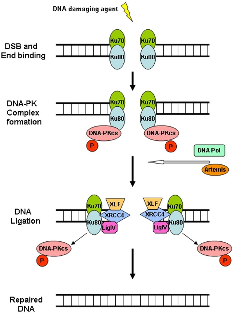 DNAdependent protein kinase and DNA repair relevance to Alzheimer's