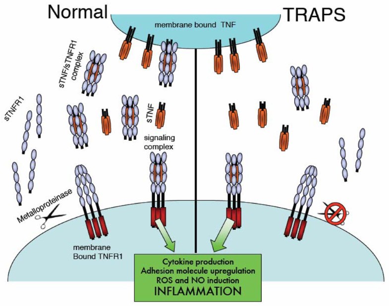 Falling into TRAPS receptor misfolding in the TNF receptor 1