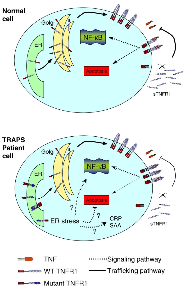 Falling into TRAPS receptor misfolding in the TNF receptor 1