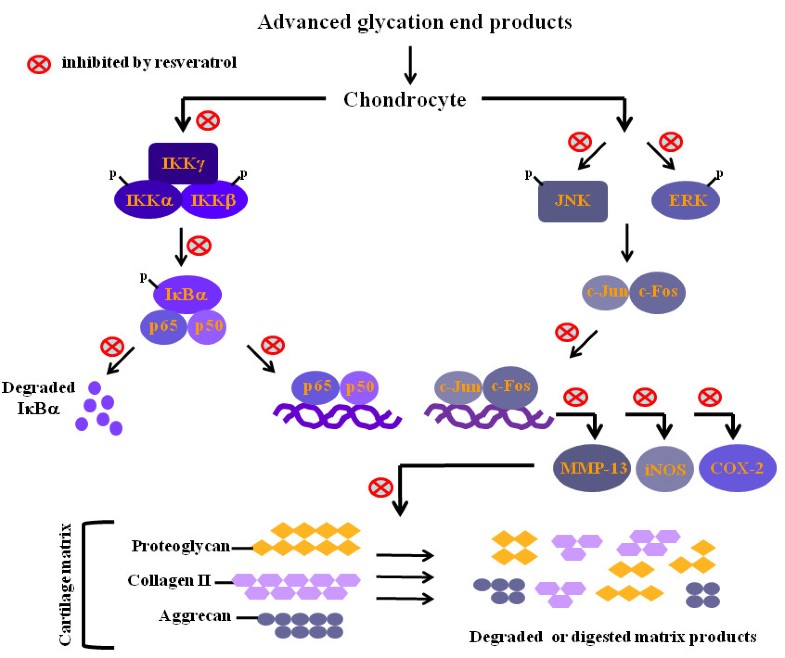 Chondroprotective effects and mechanisms of resveratrol in advanced