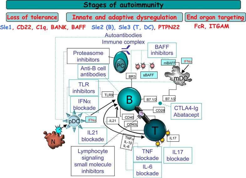 Treatment targets in systemic lupus erythematosus biology and clinical