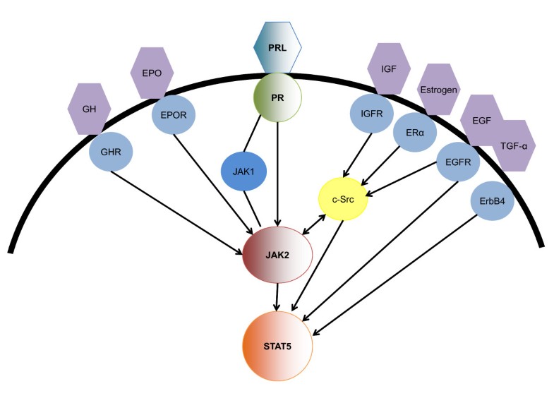 Signal transducer and activator of transcription 5 as a key signaling pathway in normal mammary