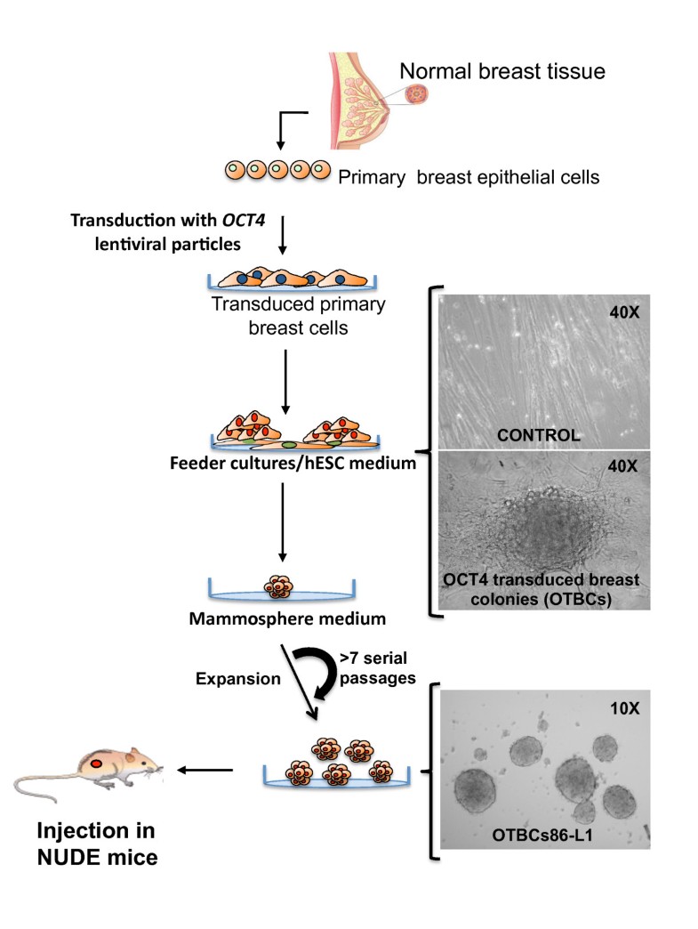 a method for expansion and retroviral transduction of mouse regulatory t cells