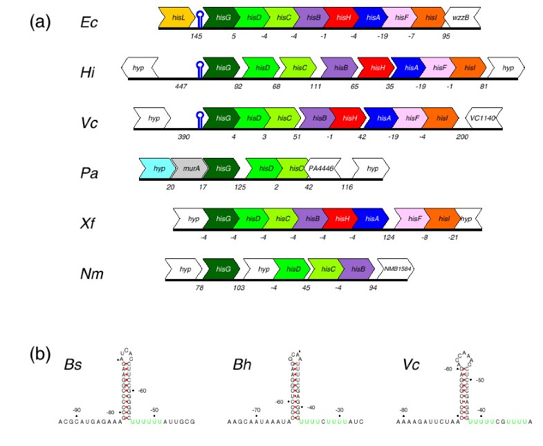 Identification of attenuation and antitermination regulation in