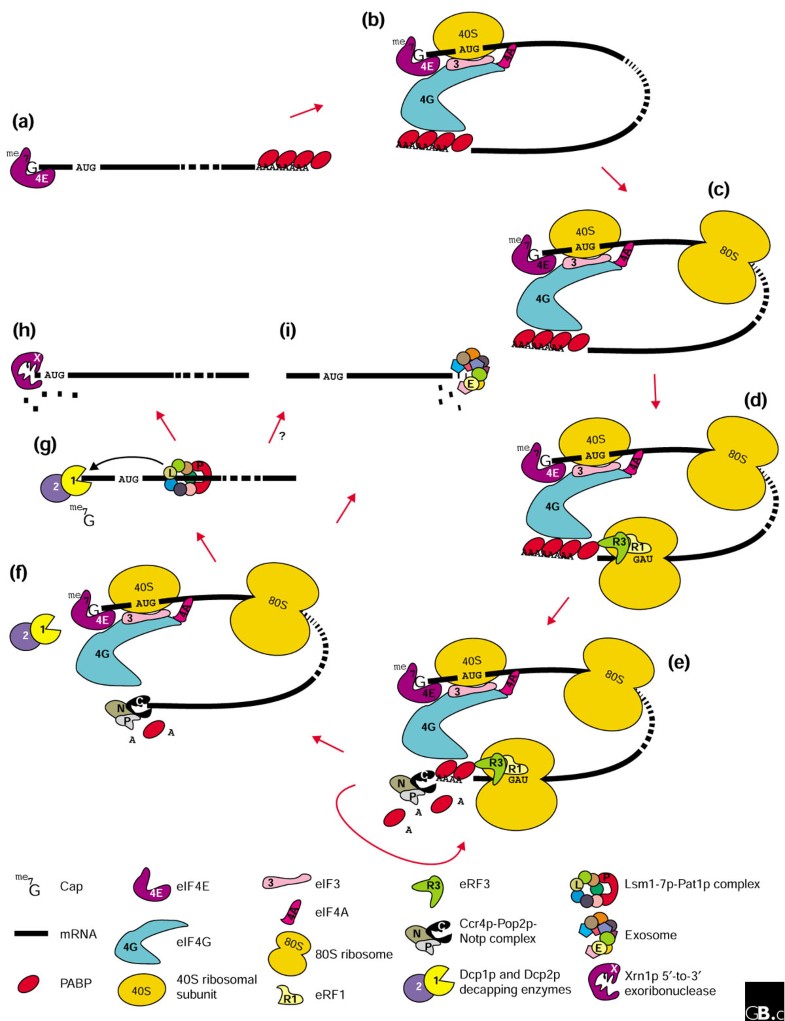 Poly(A)binding proteins multifunctional scaffolds for the post
