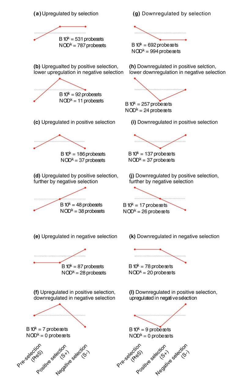 Impairment of organ-specific T cell negative selection by ...