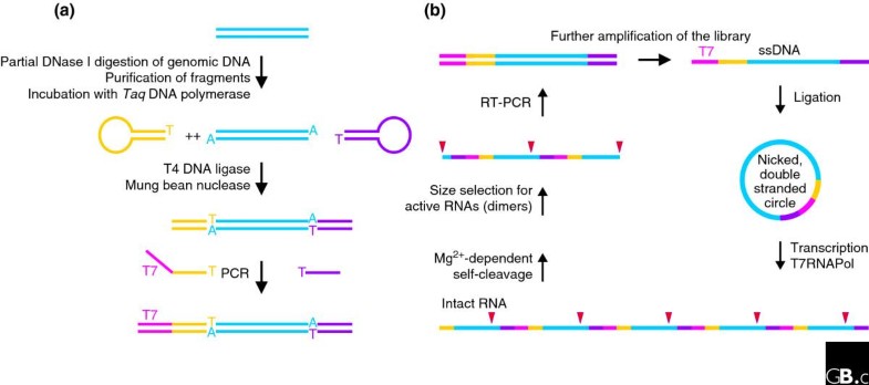 Searching genomes for ribozymes and riboswitches | Genome Biology ...