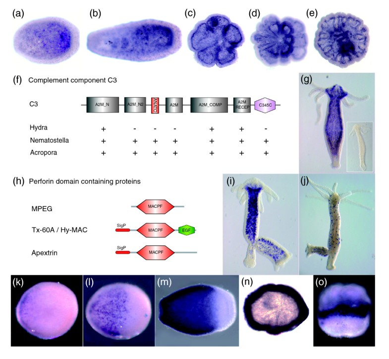 The innate immune repertoire in Cnidaria - ancestral complexity and