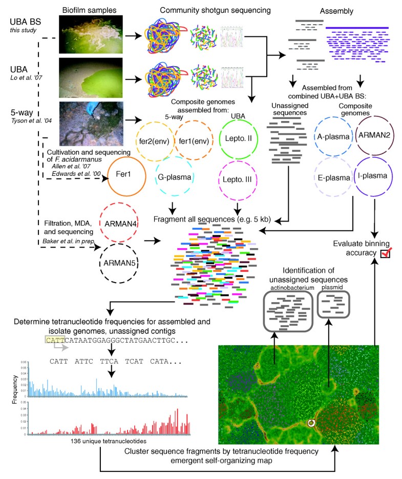 Communitywide analysis of microbial genome sequence signatures