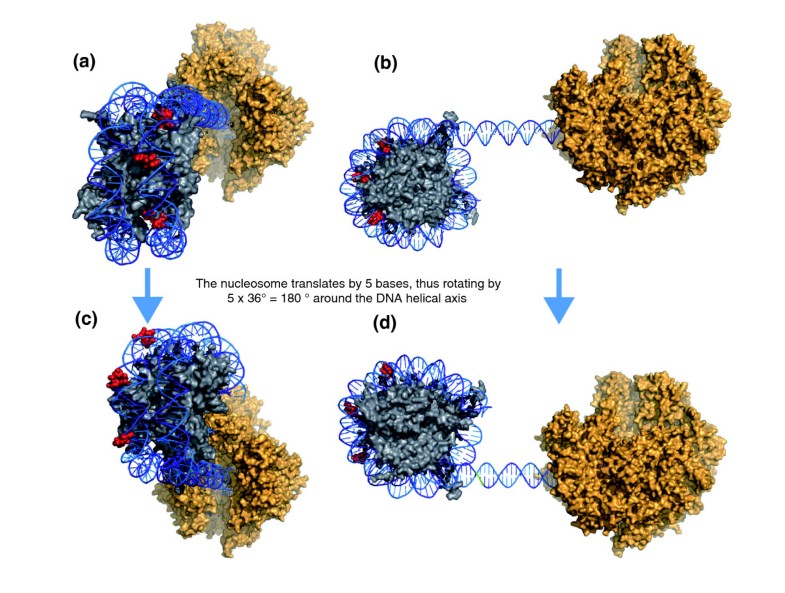 Nucleosome rotational setting is associated with transcriptional