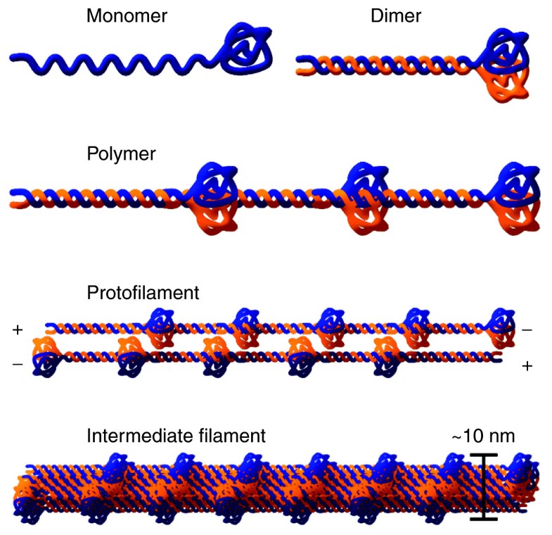 the lamin protein family genome biology full text the lamin protein family genome biology full text