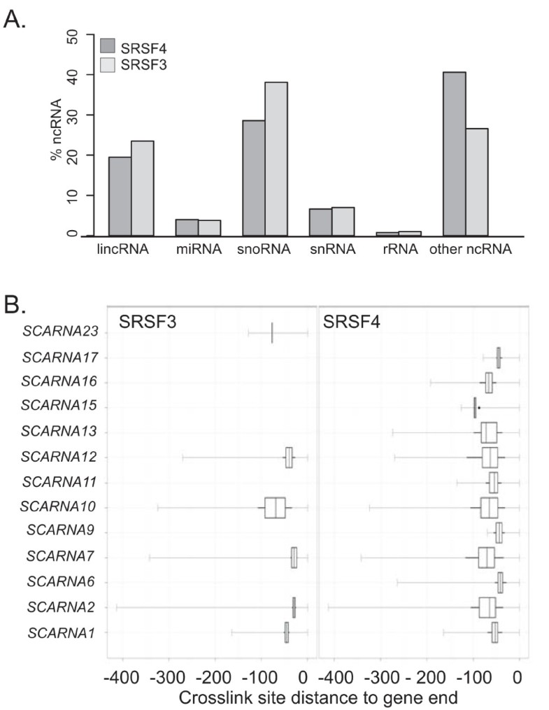 The RNA-binding landscapes of two SR proteins reveal unique functions ...