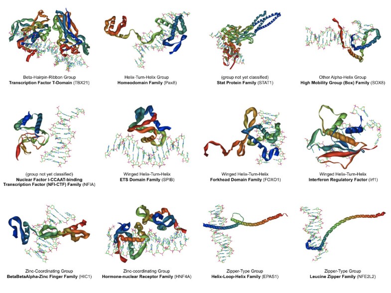 The Transcription Factor Encyclopedia | Genome Biology | Full Text