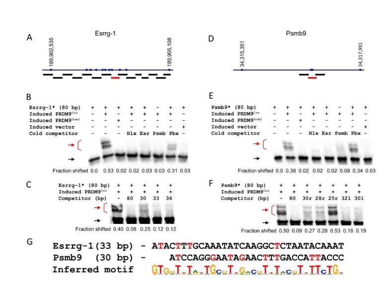 dna binding repertoire biology meaning dna binding repertoire biology meaning