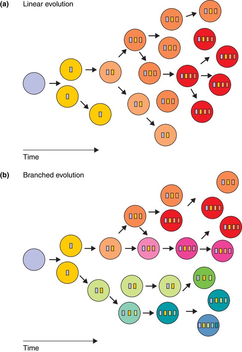 Intra-tumor heterogeneity: lessons from microbial evolution and ...