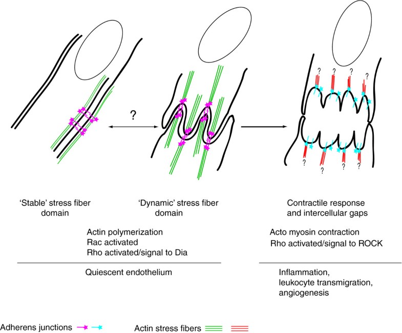 Endothelial adherens junctions and the actin cytoskeleton an 'infinity