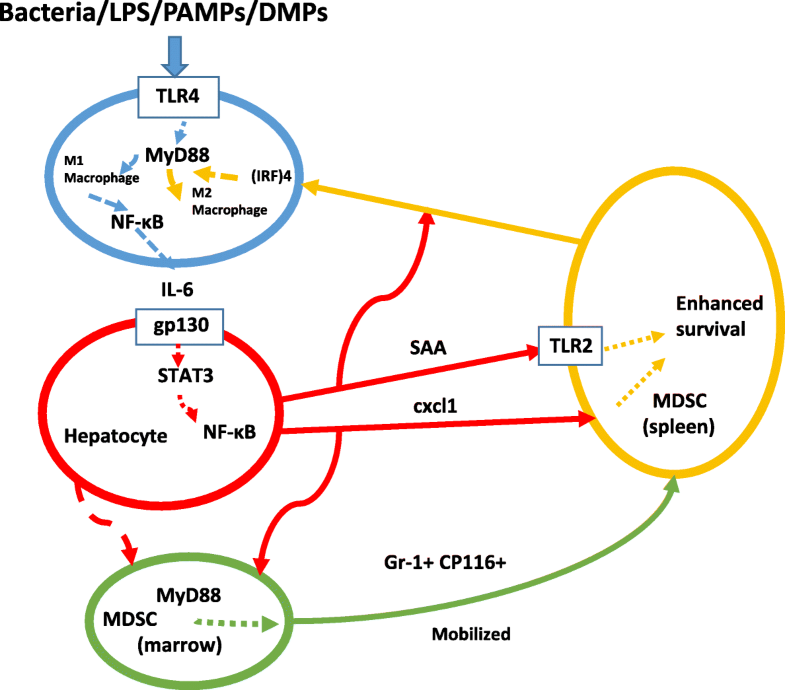 Serum amyloid A a review Molecular Medicine Full Text