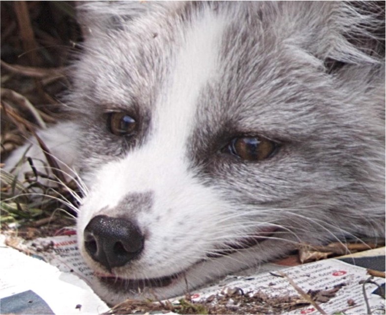 The silver fox domestication experiment Evolution Education and