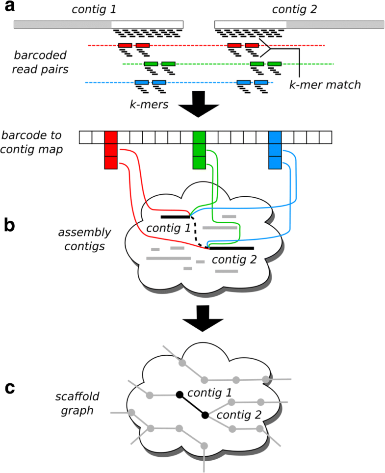 chromosomal scaffold meaning