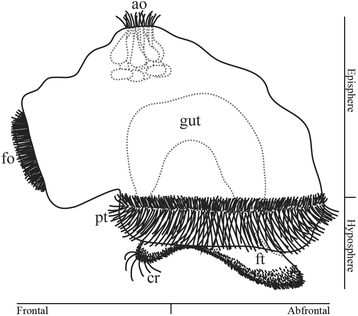 Muscular anatomy of an entoproct creeping-type larva reveals
