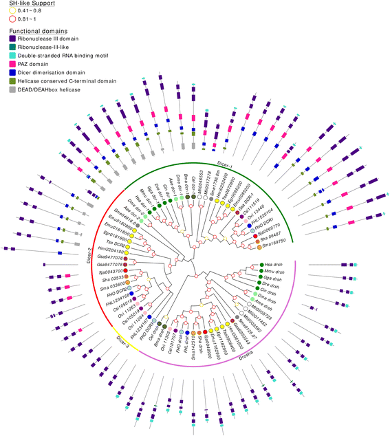Conservation And Diversification Of Small Rna Pathways - 