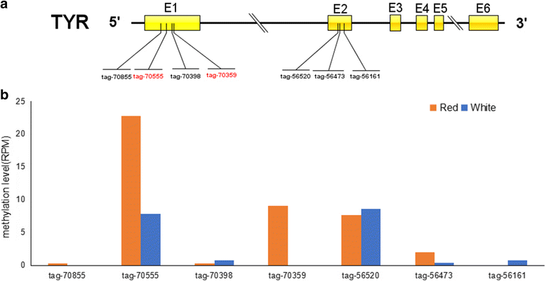 log2 rpm DNA Comparative methylation analyses of and Transcriptome