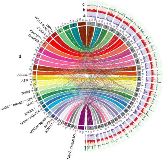 Reference genome of wild goat (capra aegagrus) and sequencing of goat