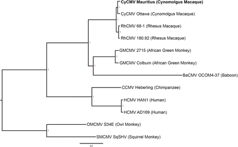 Rhesus Monkey Classification Chart